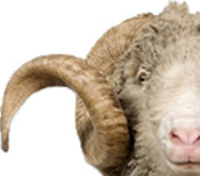 Grannies, Inc. merino sheep